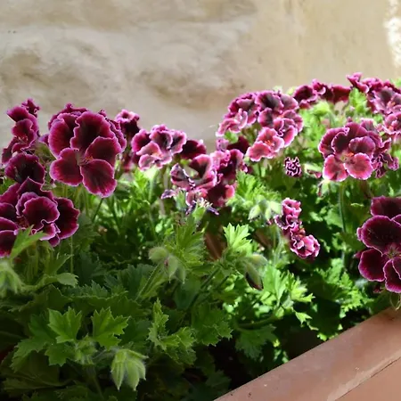 L'eremo Del Cardinale Vacation In The Sassi Дом отдыха *